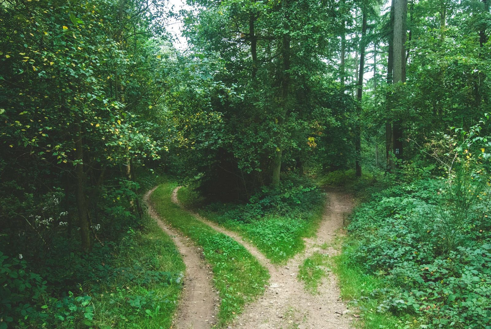 TestAS vs. Studienkolleg: Hangi Yol Doğru? (2026)